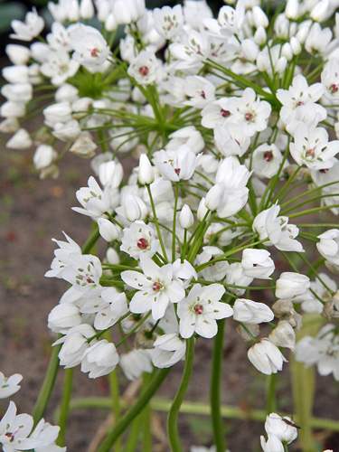 Allium cowannii.jpg